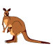 Kangaroo Notepad
