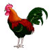 Rooster Notepad