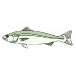 Fish-Trout